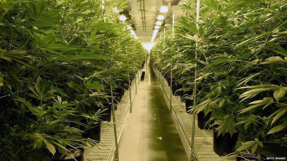 Legalise Cannabis image